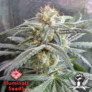 Illuminati Seeds Delusional OG